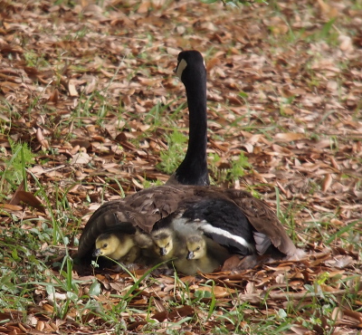 [The mother now has her head facing away from the camera. All goslings are below her wing, but three of them are looking out the back side toward the camera. They have their heads low under the covering of her wing, but are still intently looking at the world.]